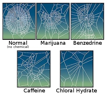 By NASA - Noever, R., J. Cronise, and R. A. Relwani. 1995. Using spider-web patterns to determine toxicity. NASA Tech Briefs 19(4):82. Published in New Scientist magazine, 29 April 1995. http://www.caffeineweb.com/?p=15, Public Domain, https://commons.wikimedia.org/w/index.php?curid=7802572